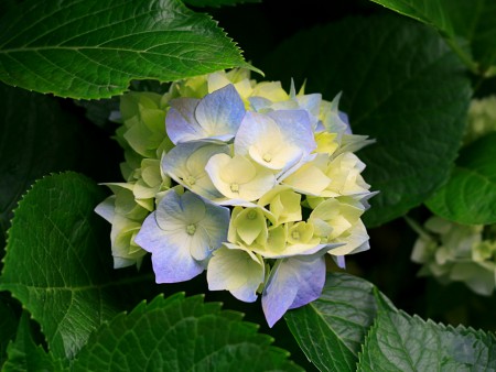 Fiore